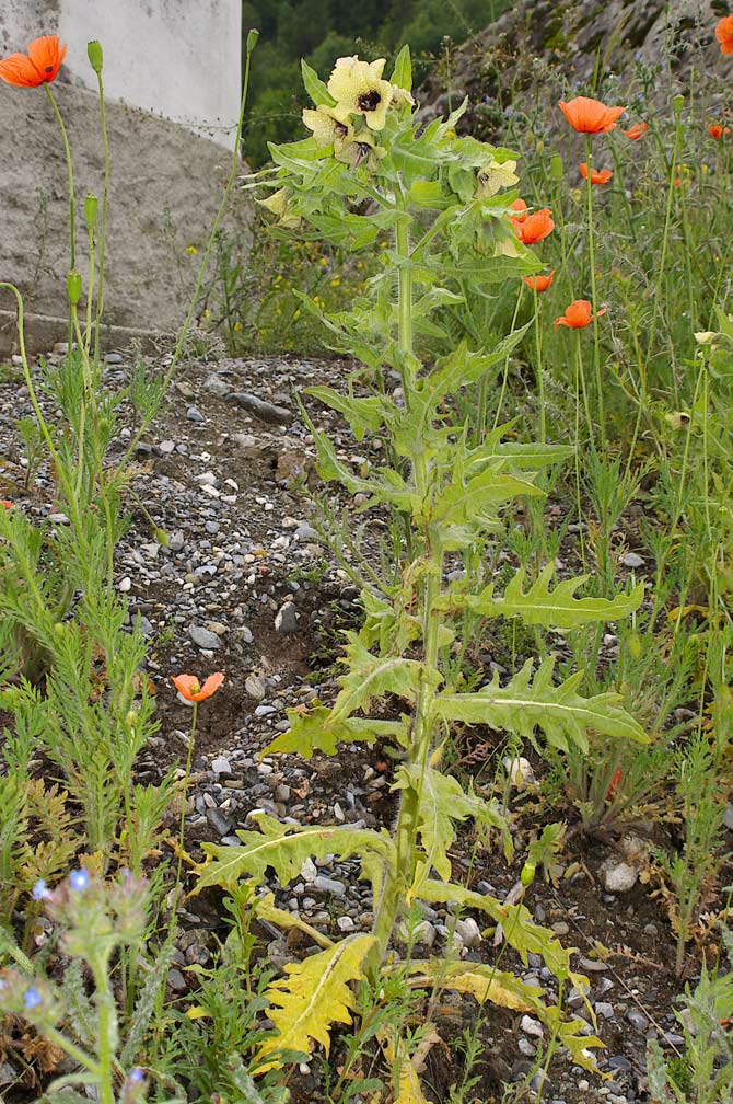 Hyoscyamus niger / Giusquiamo nero